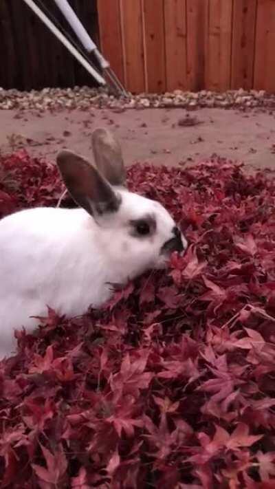 Don’t leaf me hanging! 🍂 🍁