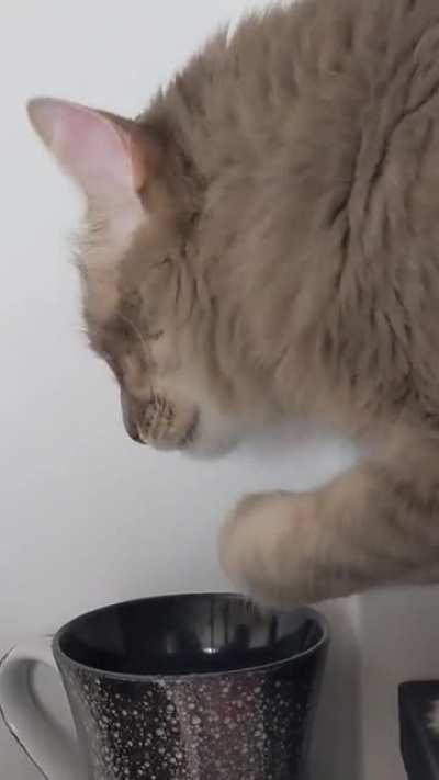 Why I never leave my cups unsupervised