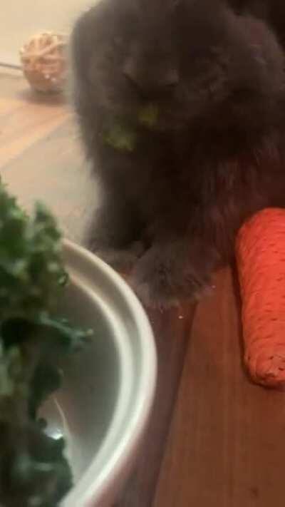 Appa’s little mouf