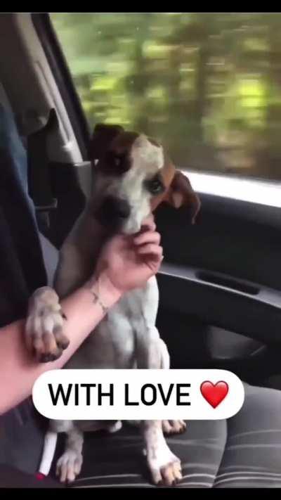 Adorable Rescued Dog Saying Thanks