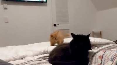 Pouncing practice isn't going too well