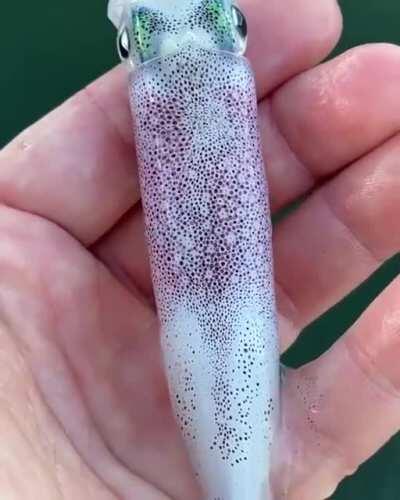 Гипнокальмар