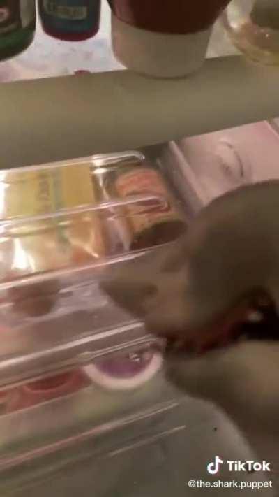 In honor of shark week