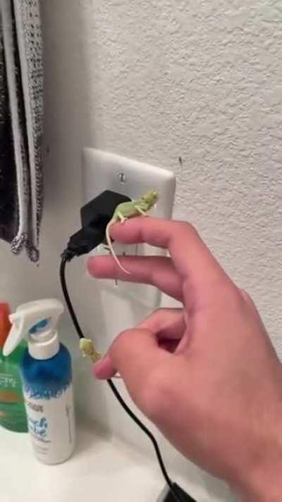 Baby chameleons help eliminate fruit flies