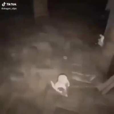 Amarillo Amarillo Amarillo los plátano