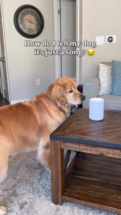 Golden retriever following the command from the lyric