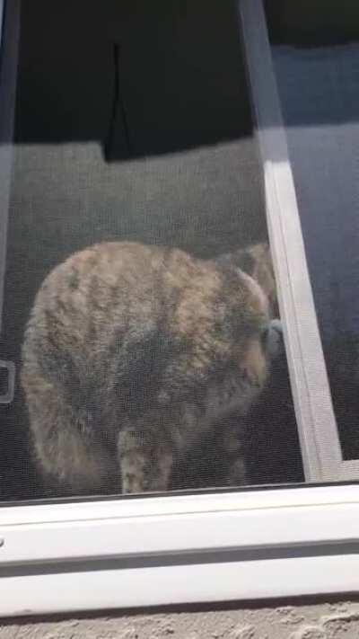 These screams are the same ones that got me to adopt her in the first place. PUSHY is her middle name