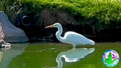 Great Egret fishing