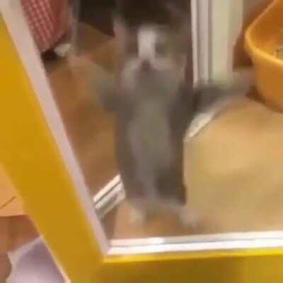 cat cat cat cat cat cat cat