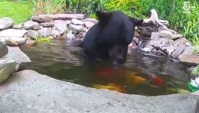 Thirsty bear chills in koi pond