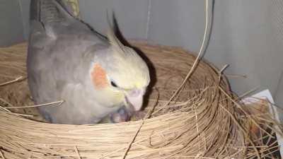 Posted a picture of the baby when it hatched last night. Here is the proud mom feeding the never ending hunger of this little chicken.