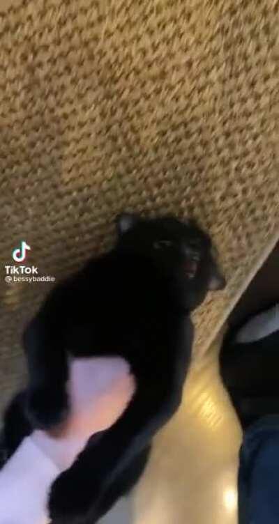 cute cat likes being scratched by the carpet