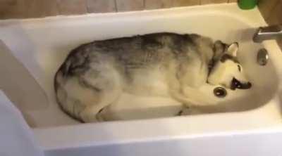 huskytantrums screaming in the bathtub to take a shower