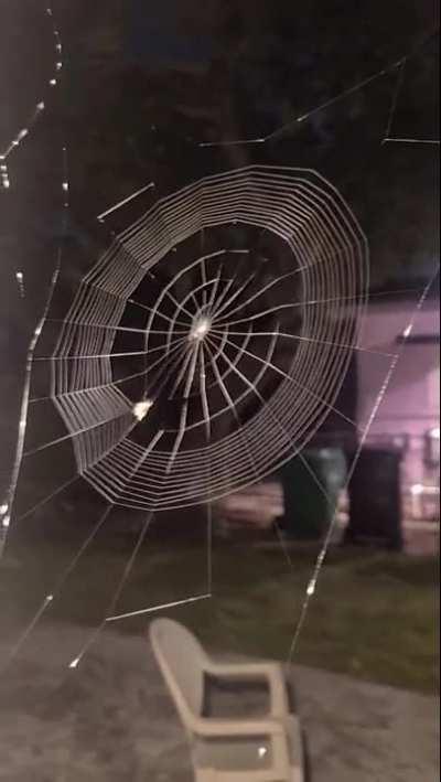 🔥 This spider weaving a gorgeous web 🔥