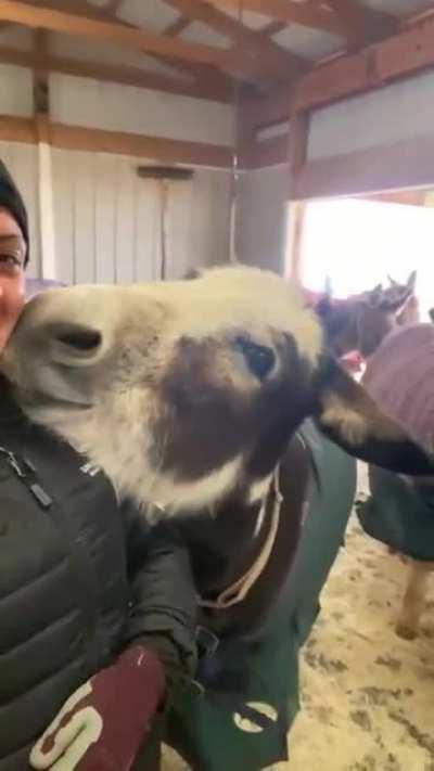 Kisses kisses kisses