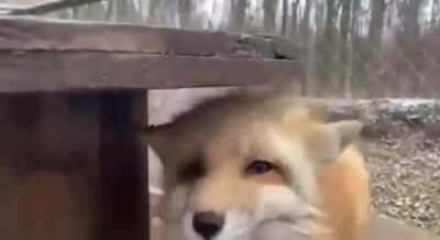 Do not boop the fox