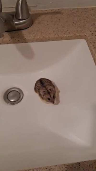 Buddy is climbing up that hill!