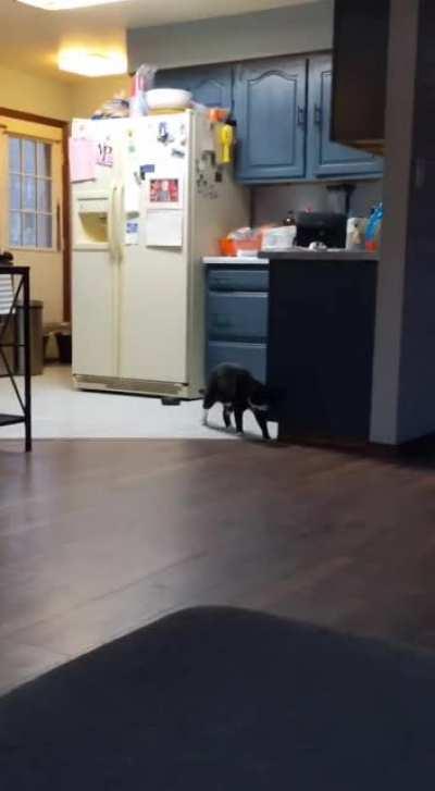 Just so you're aware, there were no noises or sudden movements. He just does this sometimes...