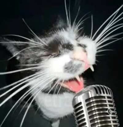 Cat's got talent