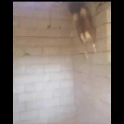 Real life Goat Simulator