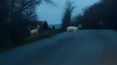 Geister Rehe und allstar