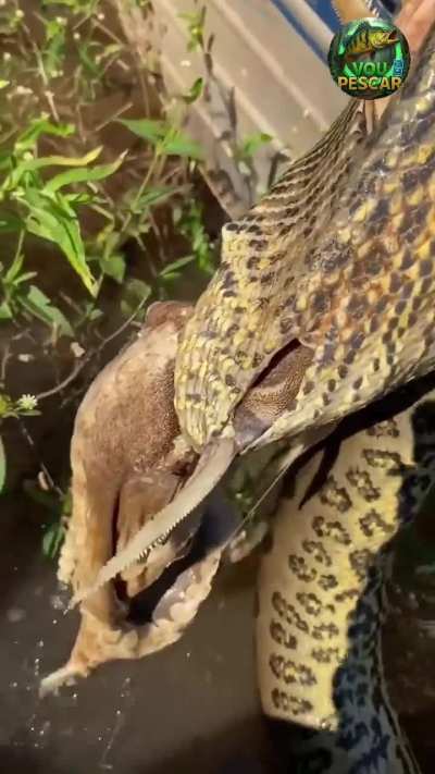 Armau / granulated catfish fell shooting back.