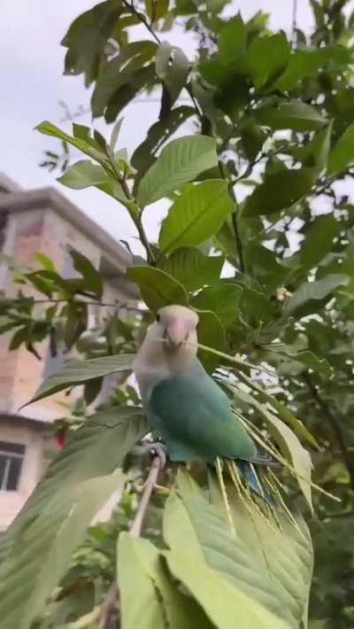 A bird collecting leaf stems for its nest!