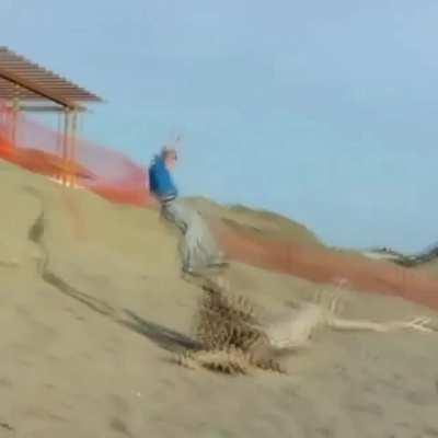 To jump over the driftwood on the beach