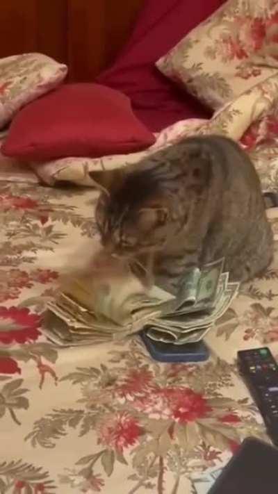 Money cat