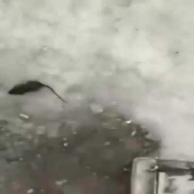 Nooooooo jugador de fri fayer