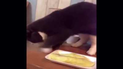 what is that awful stench?