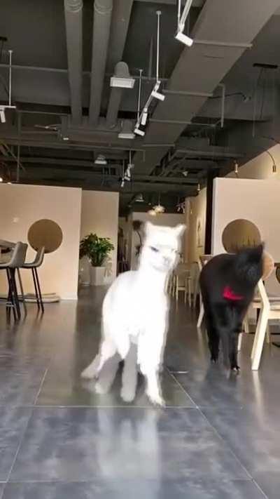 One platform, many applications