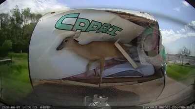 Deer hits an RV at full speed
