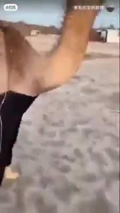 Camel sex😱😱😱😱😱😱😱 Haram🤮🤮🤮🤮🤮🤮🤮🤮🚫🚫🚫 ALLAH AKBAR!!!!!!!!!