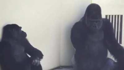 Shabani the Gorilla trying to approach Ai, one of his females. She's been largely uninterested in him in years, but he's been patient and keeps trying his best