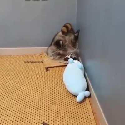 A trash panda making a valiant effort to intimidate his seal plushie
