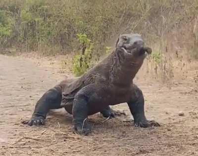 Komozilla swallows soul and body whole