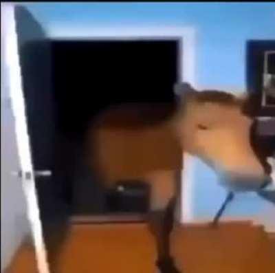 evangelionmemes - Video #1451