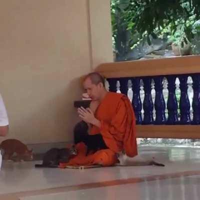 one has to be a monk to resist playing with those kittens