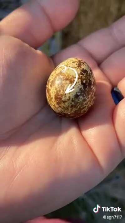 Gertie and her adopted family. Almost there..