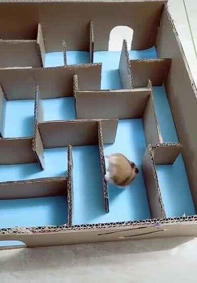 Hamster has its own way of solving a maze