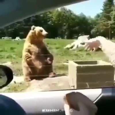 🐻🖐