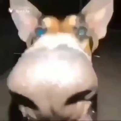 Me when I see Dream (I am obsessed with him and want to kiss him with my long nose (like the dog the dog has a long nose))