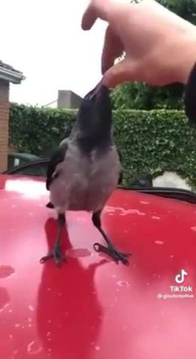 Barry vs a bird... I wonder who will win in the end?