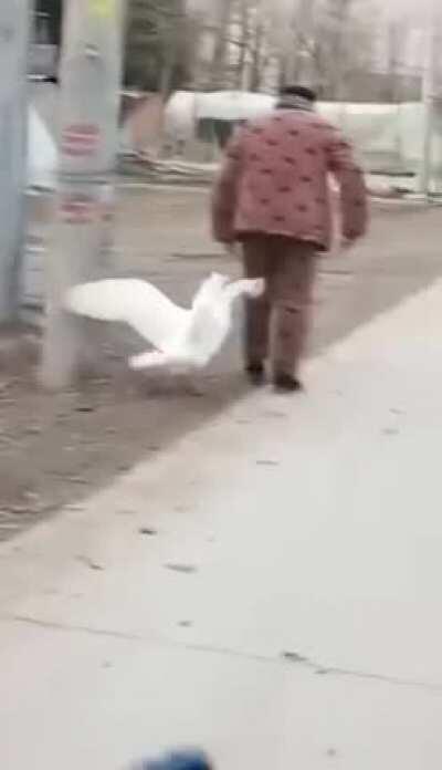 Fed up goose Vs fed up old man