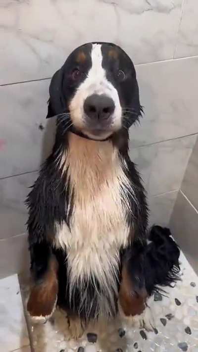 Happiest dog bath ever