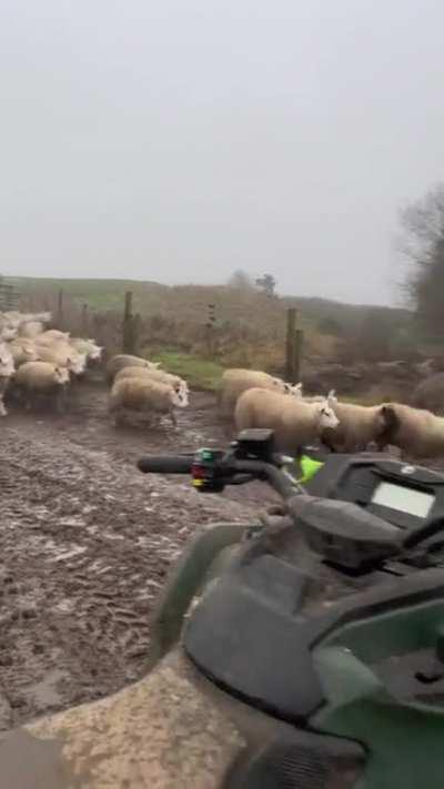 Herding the Sheep at lightning speed