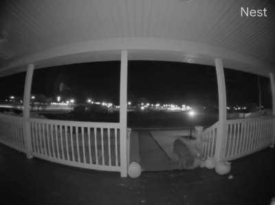 Deer ate one of our carved pumpkins two nights ago. He came back last night and finished off the rest.