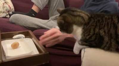 Plz touchy da cream puff?