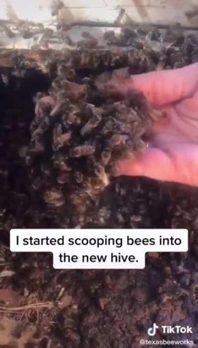 Bee problems? Don't call an exterminator. Call a beekeeper!